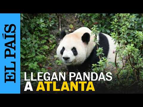 Dos PANDAS chinos llegan al zoológico de Atlanta | EL PAÍS