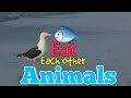 Animals EAT Animals Seagulls Breakfast