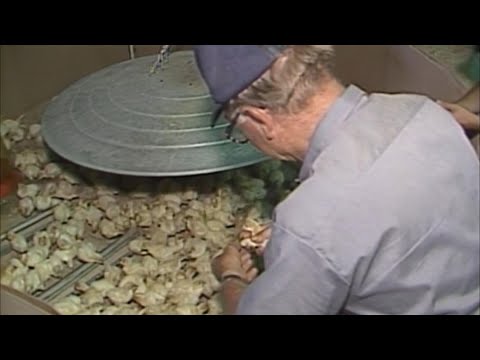 Gobble gobble, wobble wobble: What is raising baby turkeys like? | WTOL 11 Vault - June 2, 1987
