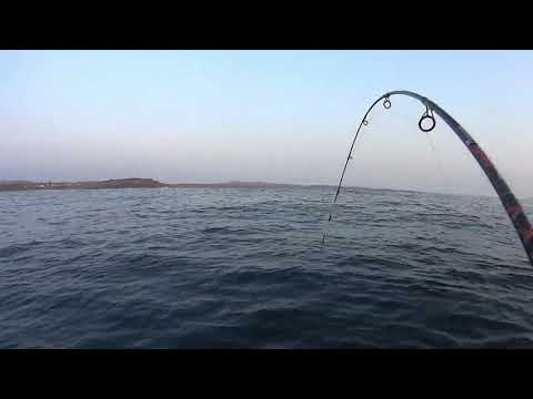 big snapper Arrawarra