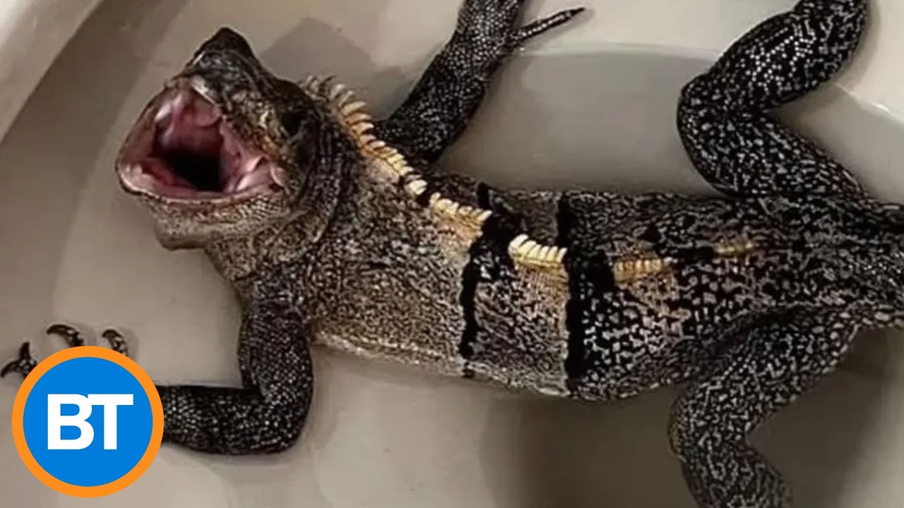 Florida man finds a giant iguana in his toilet