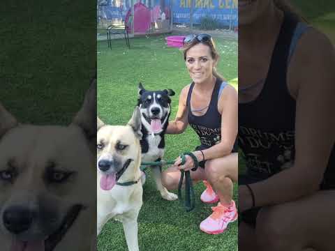 Gemma , an adoptable Shepherd Mix in Los Angeles, CA_image-1