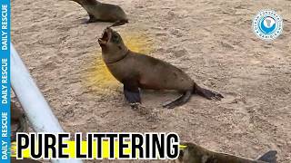 OCN Rescues a Seal Trapped in a Deadly Plastic Strap