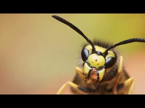 Nytt liv i till bikupan