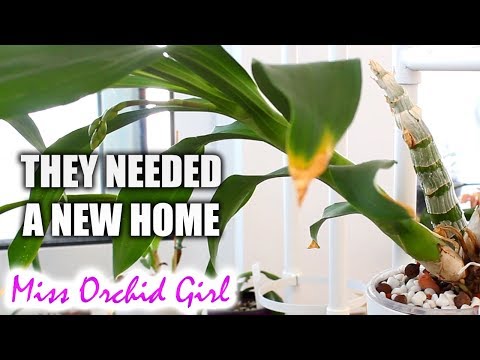 Some new Orchid projects - A new place for the Catasetums
