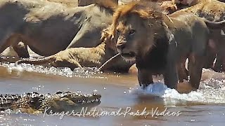 Most Amazing Animal Encounters and Wildlife Sightings of the Year Compilation | Wildest Africa