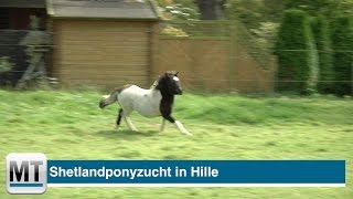 preview picture of video 'Zu Gast bei der Shetlandponyzucht in Hille'