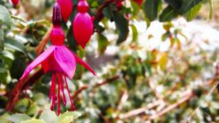 ....by Ani Choying Dolma - YouTube3.flv