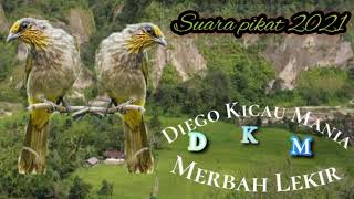 Download lagu Suara pikat Merbah lekir gacor 2021 dijamin ampuh 💯% mp3 Download lagu Suara pikat Merbah lekir gacor 2021 dijamin ampuh 💯% mp3