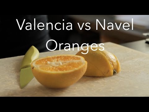 download lagu mp3 mp4 Blood Orange Vs Navel Orange, download lagu Blood Orange Vs Navel Orange gratis, unduh video klip Blood Orange Vs Navel Orange