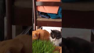 仲良く草を食べる猫 A grass-eating cat