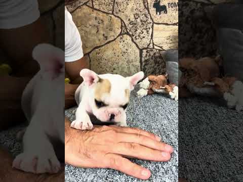 Video 1
