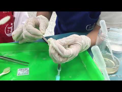 溝鼠骨骼標本製作_1