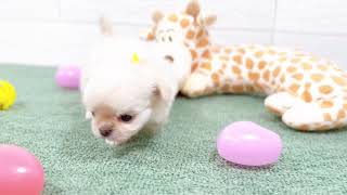 チワワ(ロング)の動画01