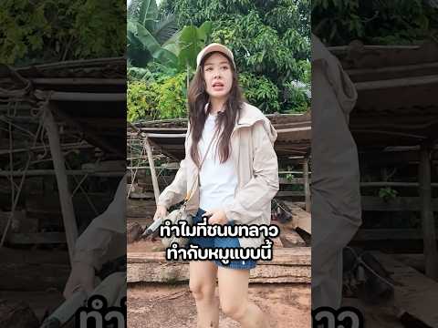 ทำไมหมูที่นี่ถึงต้องใส่คอลล่า? #มิ้นท์นวินดา #ปักหมุดชาแนล #เที่ยวลาว #หมู่บ้านลับ #ชนบทลาว