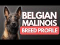 Belgian Malinois Everything You Need To Know – DOG CARE 101