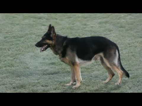 WUSV 2021 USA 6 - CHRIS BETTIN & ACE VON SCHWEIZER B 77