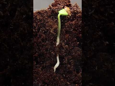 Apple 🍎 tree from Seed 🌱 Time-Lapse