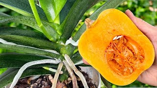 Absolute Treasure for ORCHIDS! Use It Just Once a Month, and Even the Weakest Plants Will Bloom!🌺