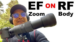 Using a Sigma 150-600 EF Zoom Lens On A Canon R6
