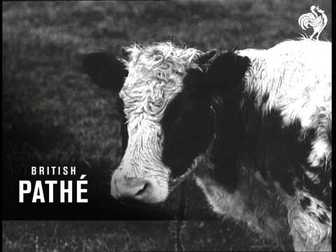Extraordinary Calf Born In Holland (1963)