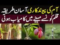 Mango Grafting Season Unique​ Technique Grafting Mango آم کی پیوندکاری