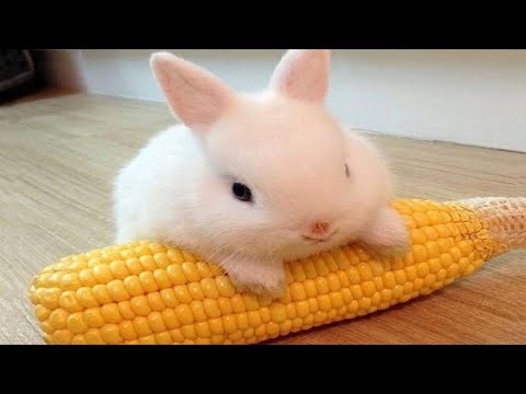 Funny and Cute Baby Bunny Rabbit Videos - Baby Animal Video Compilation  (2019) | Video & Photo