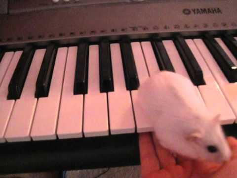 My Version of Hamster on a Piano