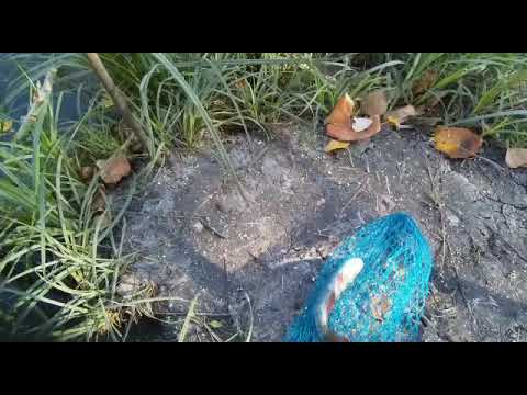 Рыбалка. Октябрь. Золотой ерик.