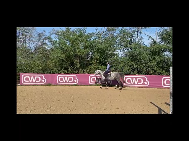 Gelding French Saddle Pony For sale 2018 Grey