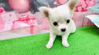 チワワ（ロング）の動画01