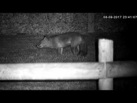 A cunning fox hides some food, then returns much later to retrieve it!