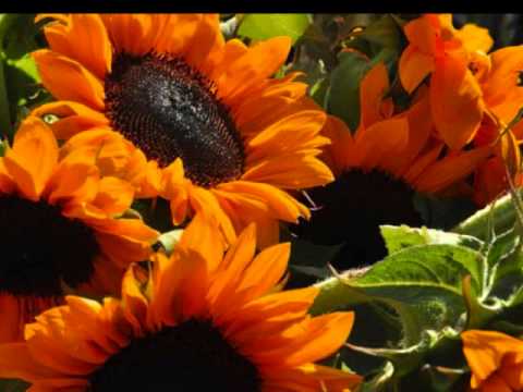 聖書にリラックスを - 詩篇44編 (Relax to the Bible - Psalm 44)