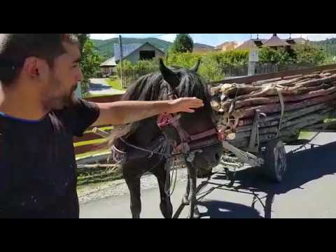 Furt de lemne la Valcanesti