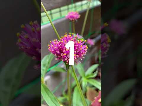 santolina-chamaecyparissus-santoline-petit-cyprès-fleurs-jaunes-juin-aout