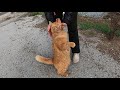 Fluffy Orange Cat Meowing And Trilling At Same Time Is Unbelievably Cute