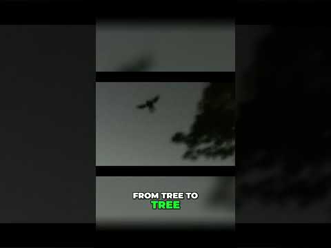 Did he just spot the MOTHMAN after 32 years!