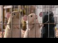 G Force Миссия Дарвина 