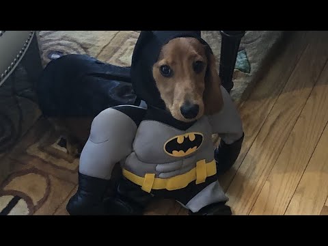 Dogs in Halloween Costumes 🎃 TOO CUTE to Handle!😍