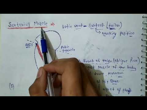 Sartorius muscle anatomy