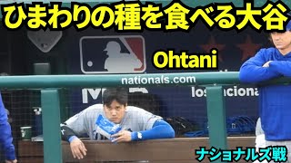 ひまわりの種を食べる大谷翔平！テオスカー今季1号ソロホームラン！ 【現地映像】2026年4月5日 ドジャースvsナショナルズ