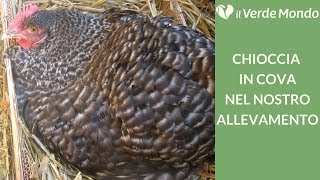 Chioccia in cova nel pollaio: Come comportarsi