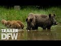 Wild trailer (2018)  | Nu verkrijgbaar op DVD & Blu-Ray
