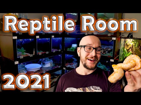 The NEW Reptile Room Tour 2021 | Over 75 Reptiles and Their Enclosures!