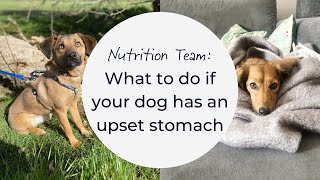 What to do if your dog has an upset stomach