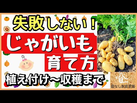 ジャガイモの栽培: 最もよくある 3 つの間違い 庭の練習