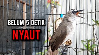 Download lagu trucukan gacor TARUNG ROPEL PANJANG pancingan trucukan agar bunyi jadikan burung trucuk gacor EMOSI mp3