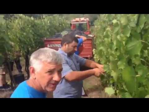 Ricordi di Vendemmia...