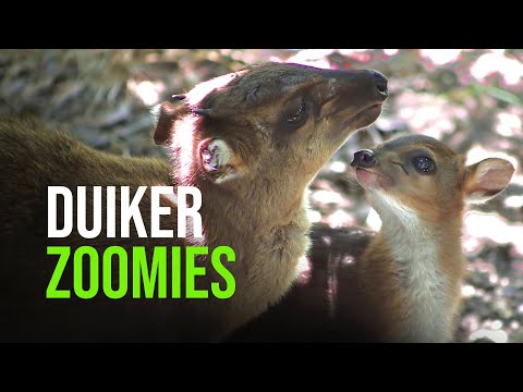 Baby Blue Duiker Born at San Antonio Zoo