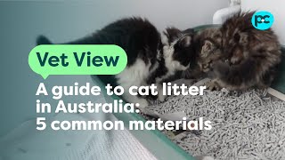 A Guide to Cat Litter in Australia // Review of The 5 Common Materials